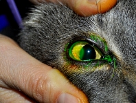 urgenze oculistiche